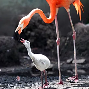 Mother Flamingo Kissing Print of Baby Mother Flamingo Kissing Print of Baby