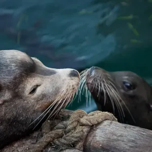 Mother and Pup Sea Lion Print Mother and Pup Sea Lion Print