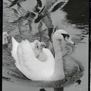 Images Dated 1976 June: 8 Jun 1976