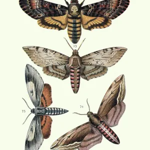 Moths, Sphingidae, Death s-head hawkmot, convolvulus, privet, pine