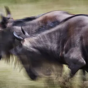 Motion Blur of Wildebeest Running in Maasai Mara, Kenya