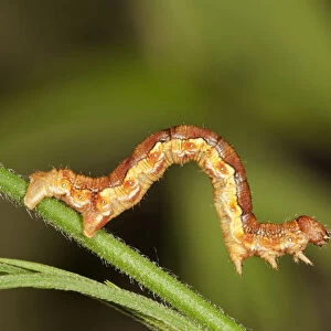 Mottled Umber -Erannis defolaria-, caterpillar foraging for food, Untergroningen, Abtsgmuend, Baden-Wurttemberg, Germany