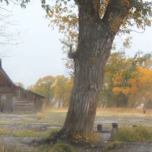 Moulton Barn at Mormon Row on a rainy autumn day in Grand Teton National Park, Wyoming Moulton Barn at Mormon Row on a rainy autumn day in Grand Teton National Park, Wyoming
