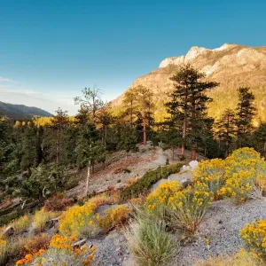 Mount Charleston Nevada Print in Autumn Colors Mount Charleston Nevada Print in Autumn Colors