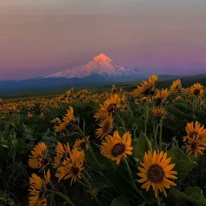 Mount Hood Print with Balsam Root Wildflowers Mount Hood Print with Balsam Root Wildflowers