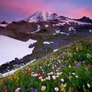 Mount Rainier Wildflower Print at Sunrise