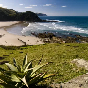 Mountain Aloe or Snake Aloe -Aloe broomii- in the coastal landscape, Wild Coast, Eastern Cape, South Africa, Africa