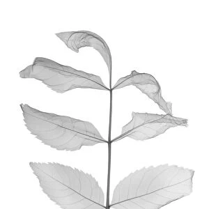 Mountain ash (Sorbus rosaceae), X-ray