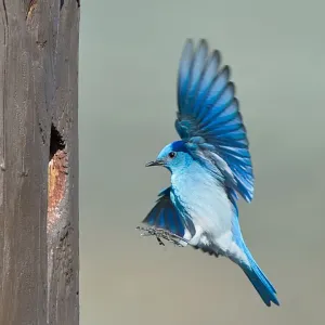 Mountain bluebird Mountain bluebird