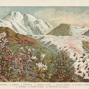 Mountain flora, chromolithograph, published in 1894