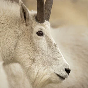 Mountain goat -Oreamnos americanus-, Yukon Territory, Canada