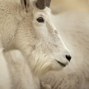 Mountain goat -Oreamnos americanus-, Yukon Territory, Canada