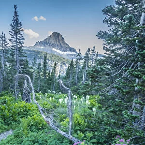 Mountain landscape with spirea flowers and bear grass, Glacier National Park, Montana, USA