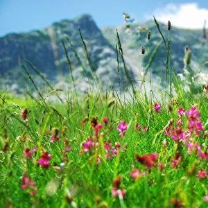 Mountain meadow with pink flowers
