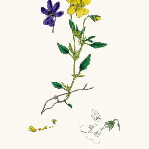 Mountain pansy plant Mountain pansy plant