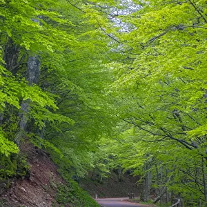 Mountain road in the forest, Monte Catria, Apennines, Marche, Italy