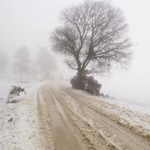 Mountain road and snowy tree with fog