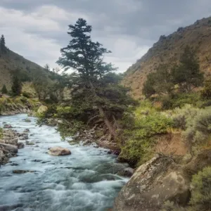 Mountain Stream, Yellowstone Park