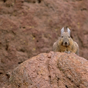 Mountain Viscacha (Lagidium viscacia) perching on rock