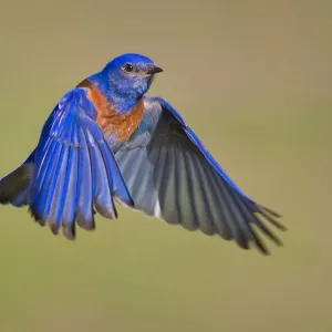 Mr. Bluebird Mr. Bluebird