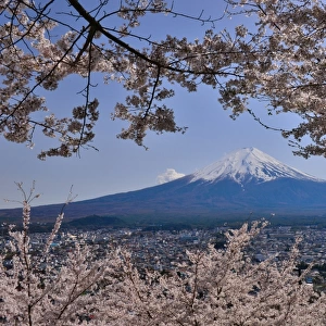 Mt Fuji, Cherry Blossom and Shinto Shrine, Fuji-yoshida City, Japan