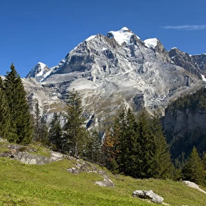 Muerren hiking area, view of Mt Jungfrau, Bernese Oberland, Switzerland, Europe