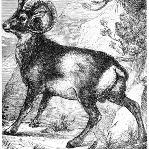 Muflon (ovis musimon) Muflon (ovis musimon)