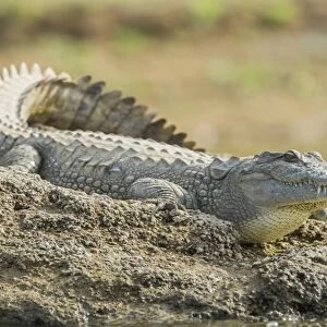 Mugger crocodile -Crocodylus palustris-, Chambal River, Rajasthan, India