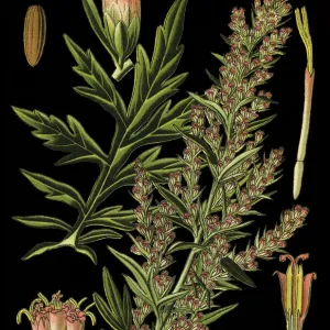 mugwort, riverside wormwood, felon herb, chrysanthemum weed, wild wormwood, old Uncle Henry