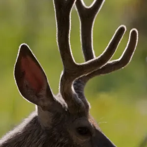 Mule Deer Buck in Velvet Profile Mule Deer Buck in Velvet Profile