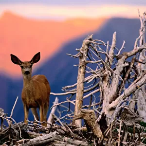 Mule deer (Odocoileus hemionus) standing by dead tree, Montana, USA