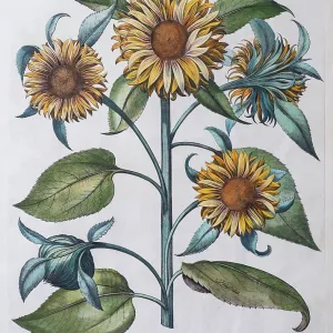 Multiflowered Sunflower (Helianthus annuus)