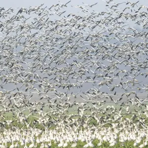 Murmuration of Snow Geese Print, Skagit Valley Landscape Murmuration of Snow Geese Print, Skagit Valley Landscape
