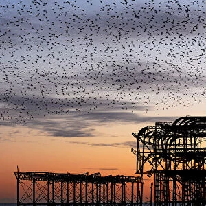 Murmuration over the ruins of Brightons West Pier
