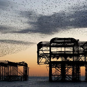 Murmuration over the ruins of Brightons West Pier