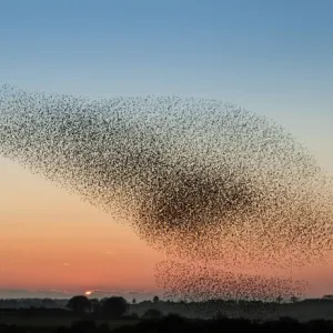 Murmuration of starling on Anglesey