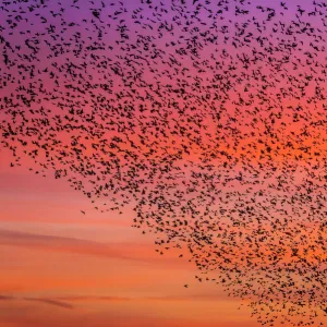 Murmuration of starlings at dusk, RSPB Reserve Minsmere, Suffolk, England