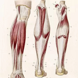 Muscle leg and foot anatomy engraving 1886