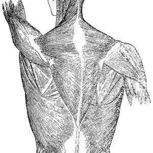 Back muscles anatomy