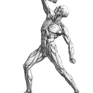 Muscles anatomy engraving 1857