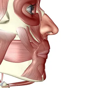 The muscles of the jaw