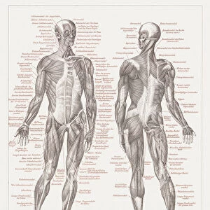 Muscles of man, lithograph, published in 1877