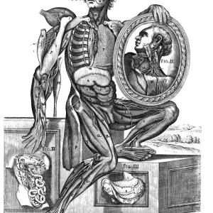 Musculature and nerves, artwork Musculature and nerves, artwork