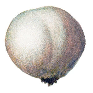 mushroom brown puffball, black bovist