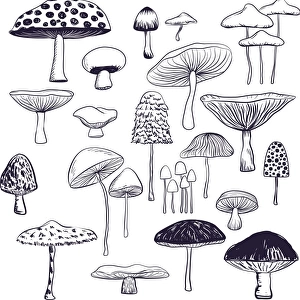 Mushroom collection