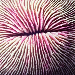 Mushroom coral (Fungia fungites), close-up