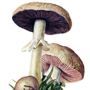 mushroom field mushroom, meadow mushroom