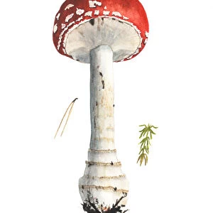 Mushroom, redcap fly agaric, hand-drawn watercolor