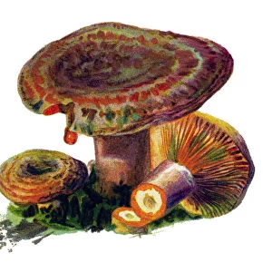 mushroom saffron milk cap, red pine mushroom