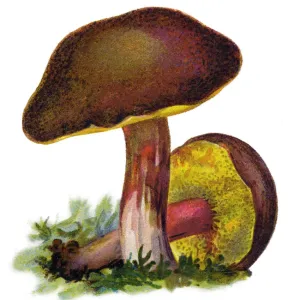 Yellow-Cracked Bolete Mushroom Print Yellow-Cracked Bolete Mushroom Print